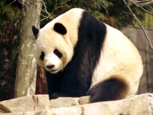 fotografie - Panda velka