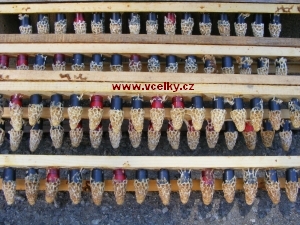 obr�zek - zrale matecniky